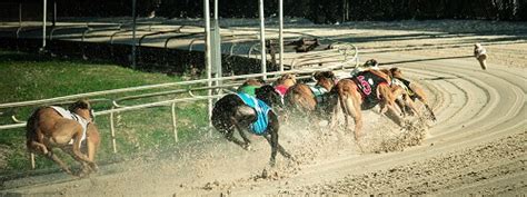 online greyhound betting sites|Best Greyhound Betting Sites .